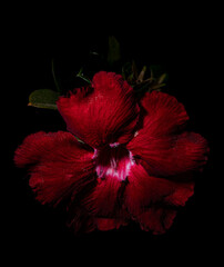 Rosa do deserto / Desert rose