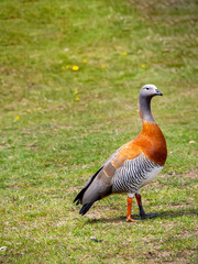 An ashy-headed goose, a bird specie of waterfowl walking in a grassland in Punta Arenas, Chile. Animal endemic of south America. Birdwatching. Adult patagonian goose with colorful pattern plumage.
