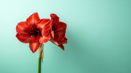 A bold red amaryllis against a soft mint background, close-up shot, Minimalist style