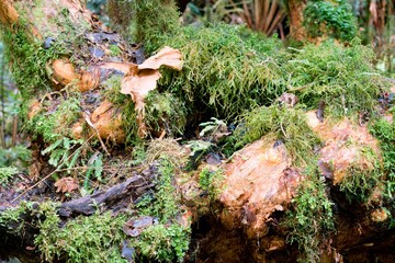 Wild Plants in the Forest - Lush Greenery and Natural Wilderness