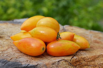Ripe yellow striped tomatoes, belonging to the class of grape tomatoes, on an old tree stump. Concept of growing varietal tomatoes..