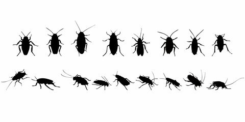 black silhouette of cockroach insect
