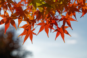 秋を彩る紅葉