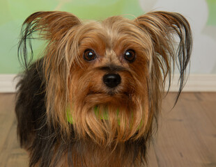 long haired yorkie close up face portrait