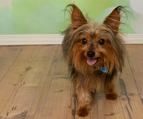 yorkshire terrier walking on the right portrait