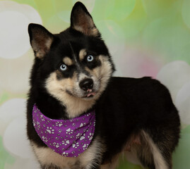 husky with blue eyes wearing a purple bandana head tilt portrait