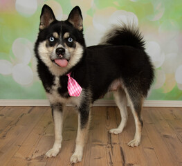 husky with blue eyes wearing a pink striped tie making a funny face with tongue out portrait