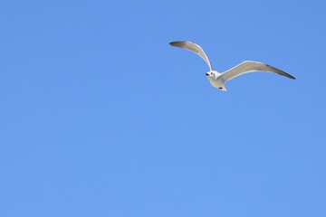 seagull in flight