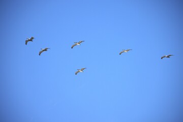 pelicans birds in flight