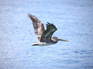 pelican in flight