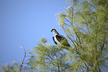 osprey perched in the tree