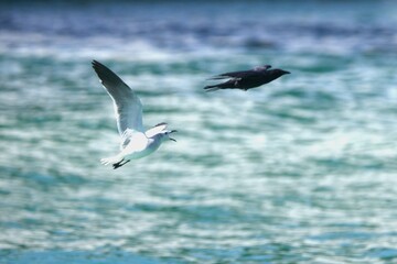 seagull in flight