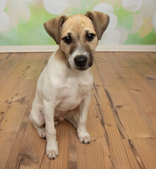 brown and white jack russell puppy dog sitting down