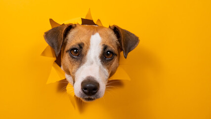 Funny dog jack russell terrier leans out of a hole in a paper orange background. 