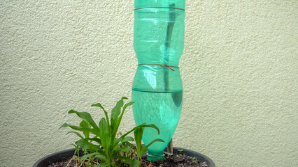 This is a DIY watering system for potted plants using a recycled PET bottle. The bottle is inverted...