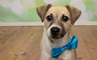 brown and white jack russell puppy dog wearing a blue bow tie head portrait