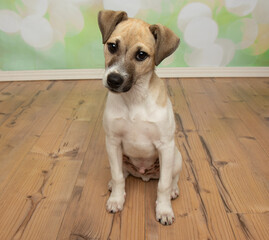 brown and white jack russell puppy dog sitting down portrait
