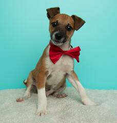 brown and white jack russell puppy dog wearing a red bow tie sitting down portrait