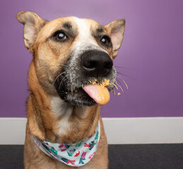 brown shepherd cattle dog mix dog funny face portrait eating peanut butter