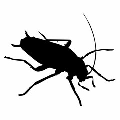 black silhouette of cockroach insect