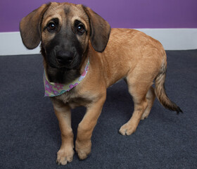 black and tan shepherd mix puppy dog walking portrait