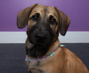 black and tan shepherd mix puppy dog face portrait