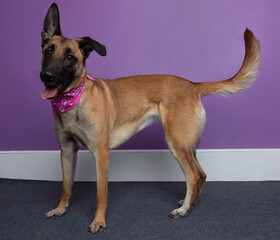 belgian malinois dog standing side profile portrait