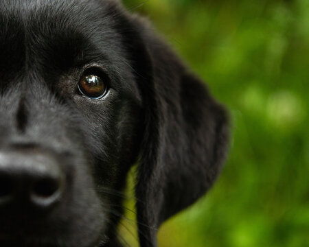 black lab puppy close up eye portrait outside - Powered by Adobe
