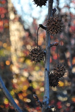 hojas y ramas de oto&ntilde;o
