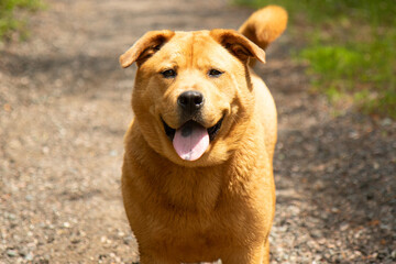 brown chow chow mix dog close up face portrait