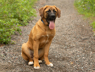 brown and white shepherd mix puppy dog panting outdoors portrait