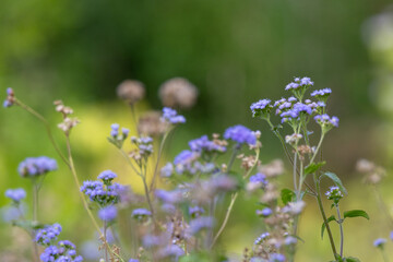 Beautiful purple wildflowers that appear to be in the family Asteraceae in southwest Florida.