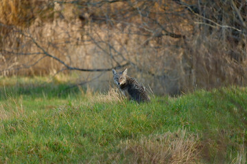Coyote in the forest