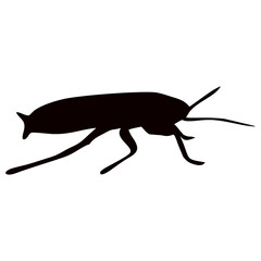black silhouette of cockroach insect