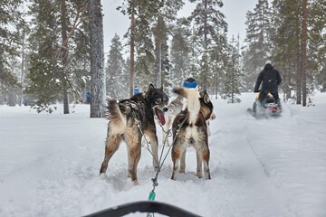 Dog sled ride in winter arctic forest