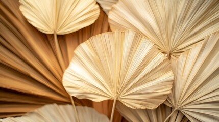 75.Elegant arrangement of dried palm leaves fanned out to show off their varied shades, from warm beige to deep brown. The natural textures and patterns of the leaves are visible, with each leafâ€™s