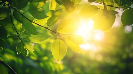 Obraz premium Sunlight breaks through the dense green leaves of a forest at dawn, casting a warm glow on the surroundings and creating a peaceful, magical ambiance 