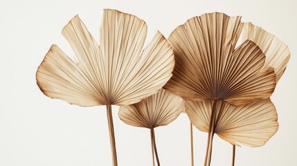97.A cluster of dried, fan-shaped palm leaves against a white backdrop, with detailed textures and fine lines visible on each leaf. The leavesâ€™ warm brown tones contrast gently with the bright