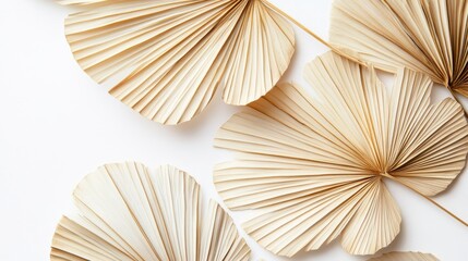 99.Fan-shaped dried palm leaves placed on a white background, with close-up details of each leafâ€™s texture and structure. The dry, warm colors of the leaves add a rustic touch, while the negative