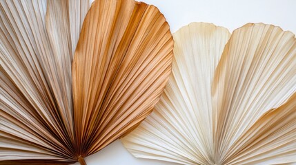 74.Dried palm leaves set in a gentle fan shape, ranging from soft beige to rich brown hues. Each leaf's texture is highlighted with fine details, revealing folds and veins that create an organic
