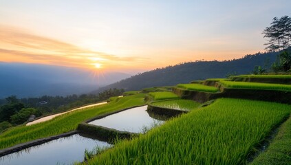 Scenic rice terraces at sunset, showcasing natural beauty and agriculture.