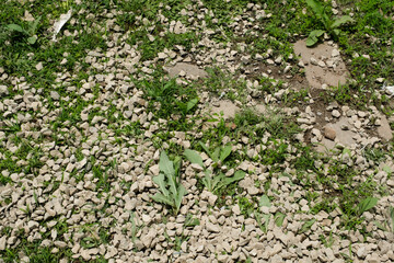 Abstract Natural yard and Garden Backdrop. A lawn filled with pebbles and wild plants growing among the rocks. Textured Detail. Wallpaper Backgrounds. Garden Decoration Theme