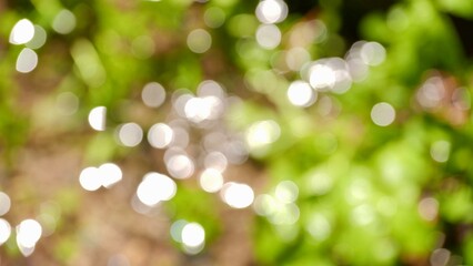 Fototapeta premium abstract bokeh background