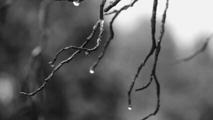 rain on branches macro