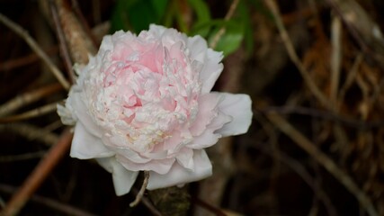pink and white flower