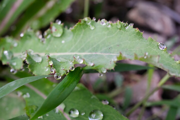 Wet wild plant leaves after the rain. Dew drops on the surface of the leaves. Textured details. Wallpaper Backgrounds. Nature themes photography