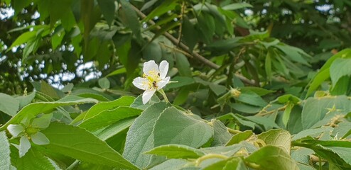white flower of a tree