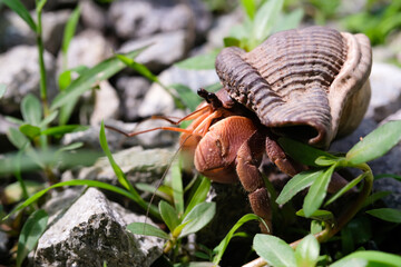 Obraz premium Coenobita violascens or known as Sunset hermit crab. Hermit crab with a gradient color between purple and orange like sunset. Exotic animals. Pet hermit crab. Macrophotography Theme