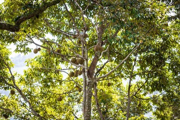 Durian Tree Laden with Ripe Fruit, Penang, Malaysia