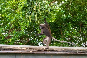 Dusky Leaf Monkey Jumping Through the Rooftop in Penang, Malaysia
